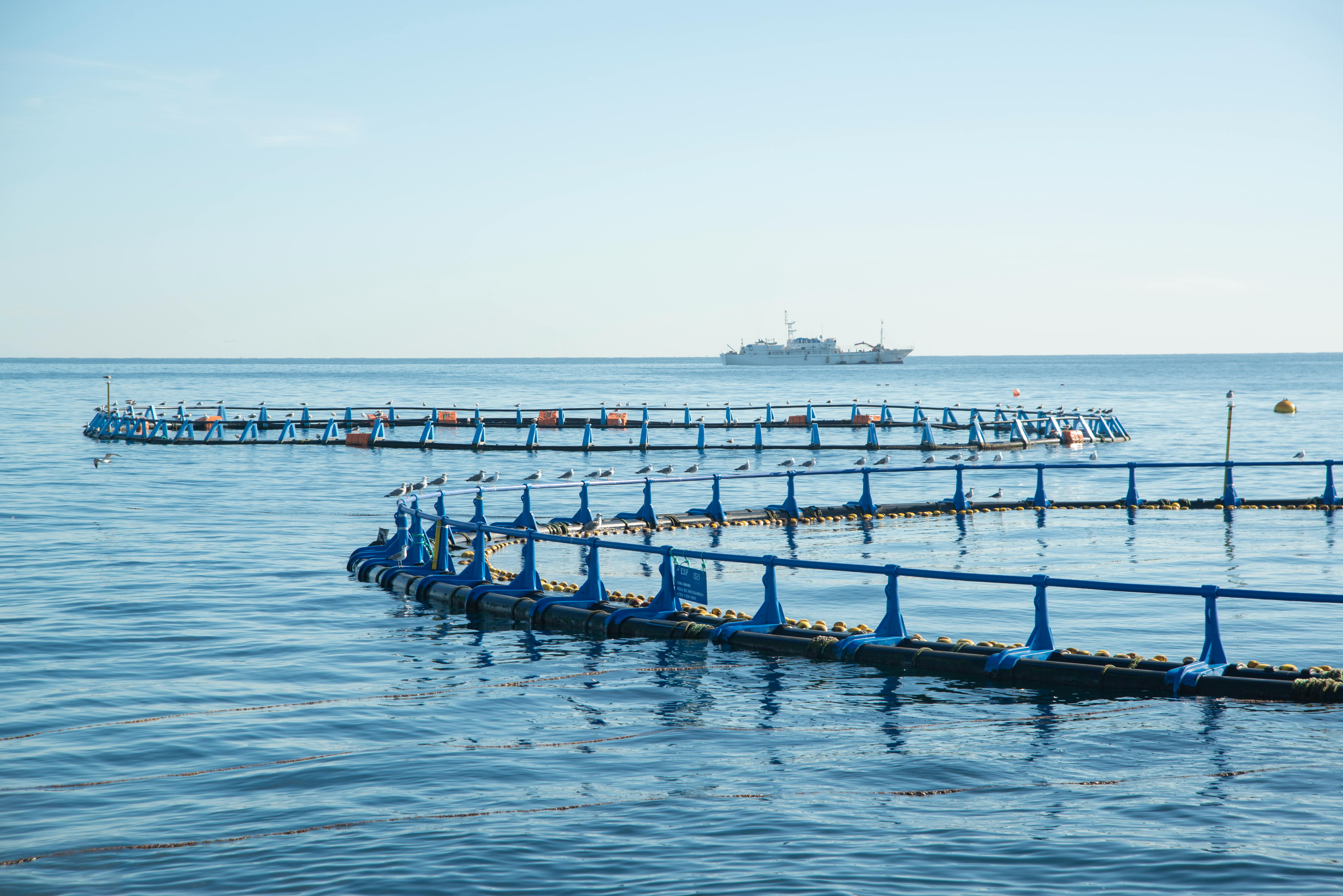 Technical integrated Aquaculture Saliyah Fish Salyah Fish RAS system recirculaing systems advances farms